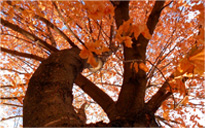 报复骗子轰炸神器